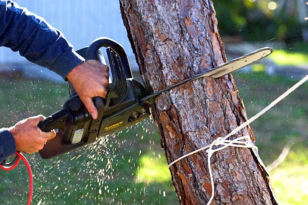 Best Commercial Tree Services  in Ahuimanu, HI