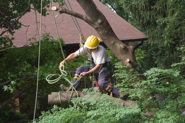Reliable Ahuimanu, HI Tree Care Solutions