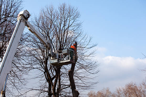 How Our Tree Care Process Works  in  Ahuimanu, HI