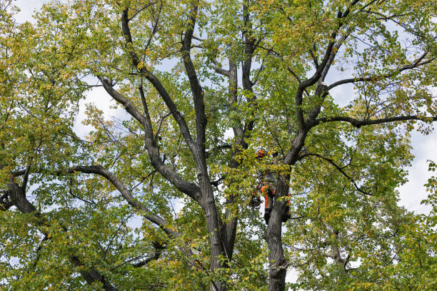 Best Tree Disease Treatment  in Ahuimanu, HI